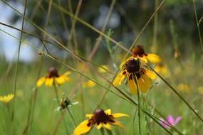 Flower Meadow Summer