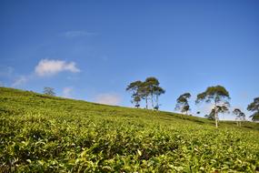 Tea Plantation Landscape