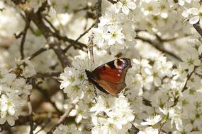 Flower Cherry Wood Tree