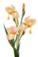 Irises Yellow