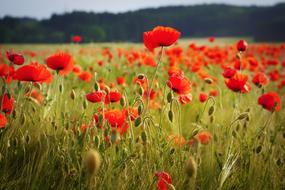 Field Poppy Flower
