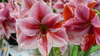 Flower Amaryllis Nature