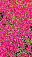 Pink Flowers Background