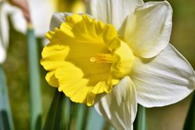 Narcissus Daffodil