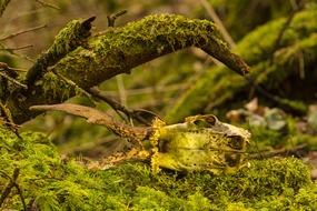 Rehschädel Skull Horn