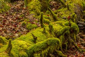 Moss Nature Wood