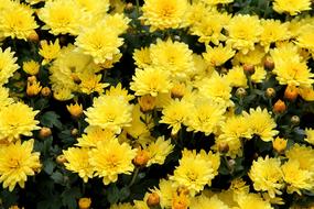 Daisies Flower Daisy Yellow