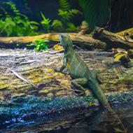 Lizard Reptile Nature Animal world