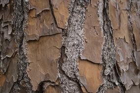 Bark Rough Wood