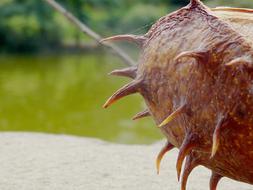 prickly fresh chestnut