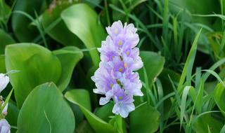 Water Hyacinth Flower