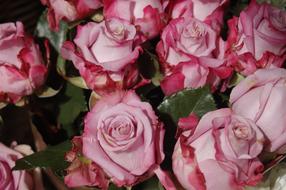 Flower Petal Floral Bouquet De