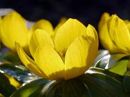 Winter Linge Blossom Bloom Early