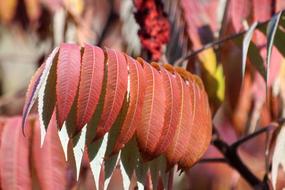 Red Leaves Nature Autumn