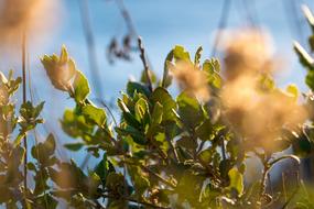 Immortelle Sky Plant