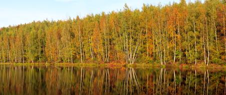 Autumn Forest Nature