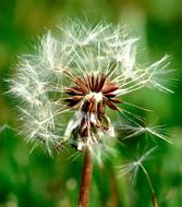 Dandelion Nature Seed