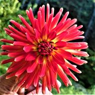 Dahlia Cactus Flower
