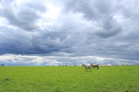 Lawn Nature Agro-Industry