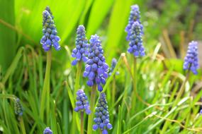 Grape Hyacinths Spring Nature