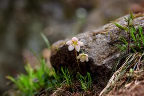 Nature Plants Flowers