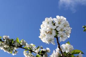 White Flowers Spring Floral