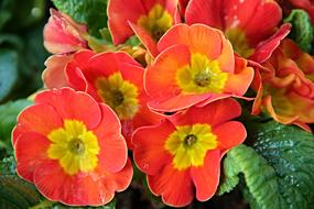 Primroses Primula Spring