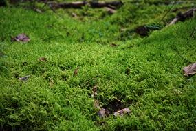 Moss Forest Floor Close Up