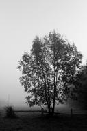 Tree Fog Black White