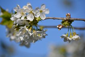 Cherry Blossom Tree Spring