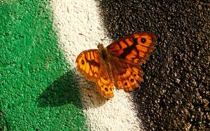 Nature Butterfly Day Insect