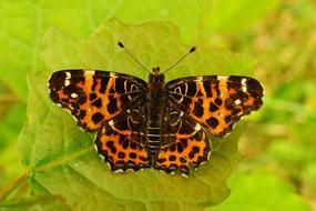 Nature Insect At The Court Of