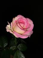 Flower Nature Spring