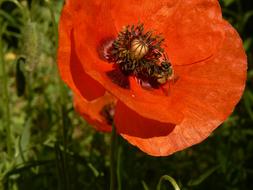 Flower Poppy Nature
