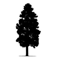 pine tree tree silhouette