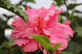 Hibiscus Flower Mallow Close up
