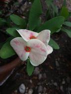 Flower Nature Wild Plant