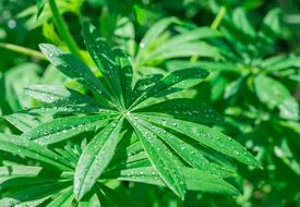 Foliage Leaves Flowers