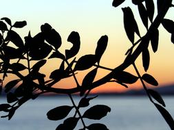 Silhouette Leaf Plant