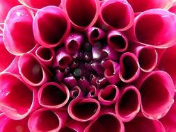 Flower Dahlia Violet Variety