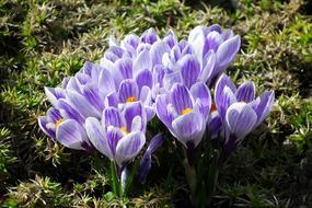 Flower Crocus Colorful