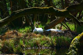 Nature Waters Swan Pair