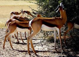 Nature Antelope Springbuck