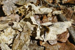 Nature Animal Insect