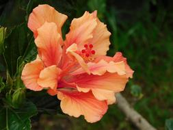 Flowers Nature Salmon