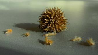 Sycamore Seeds Fruit