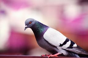 Pigeon Blur portrait