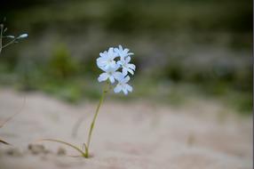Flower Flowering Desert Petals