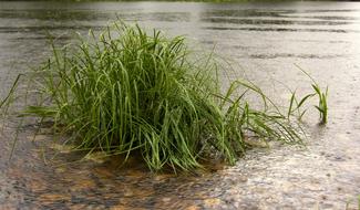 Water Nature Grass