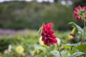 Flower Grasshopper Green